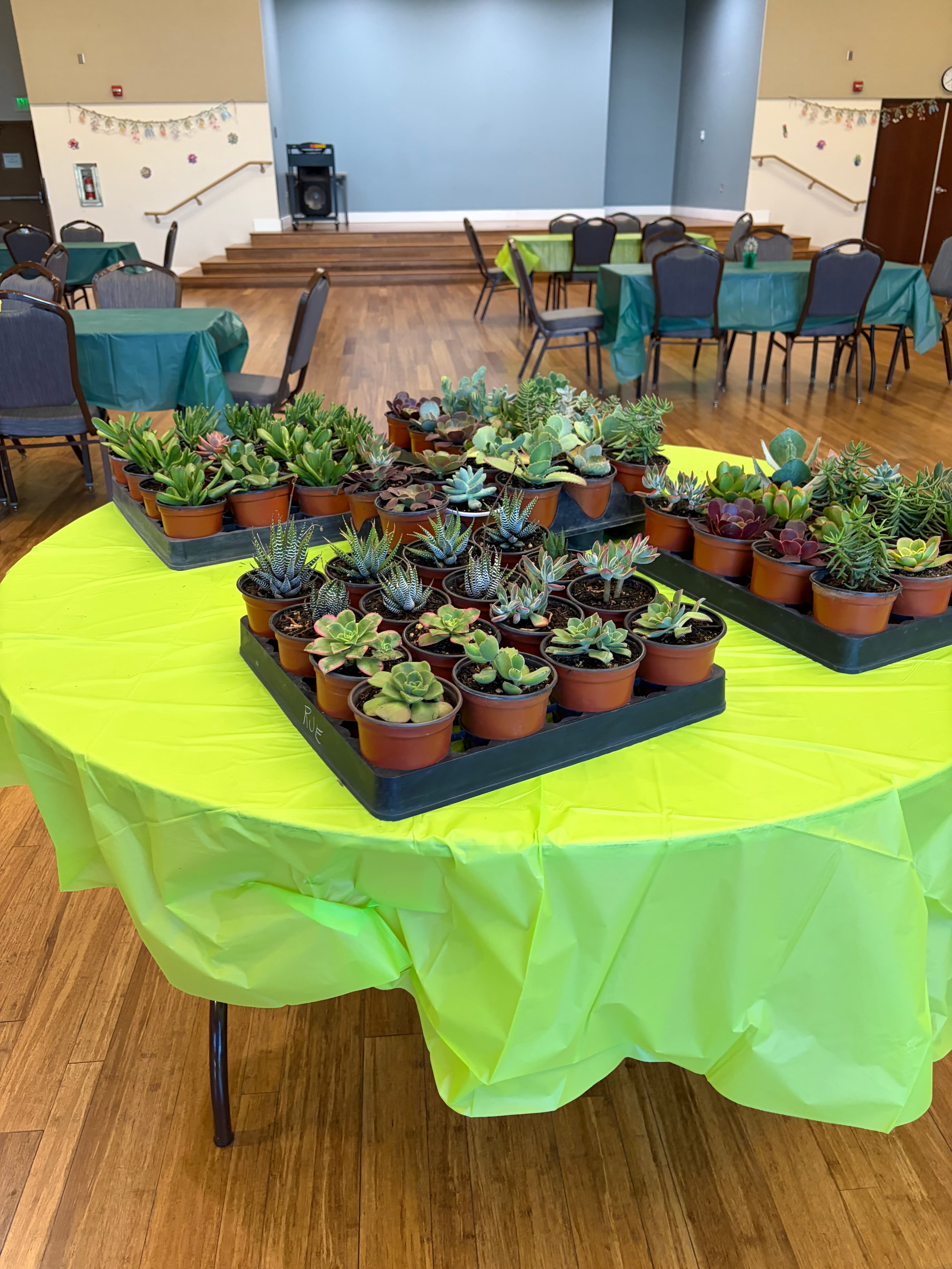 Trays of diverse small succulents on a lime green table in a large community hall.